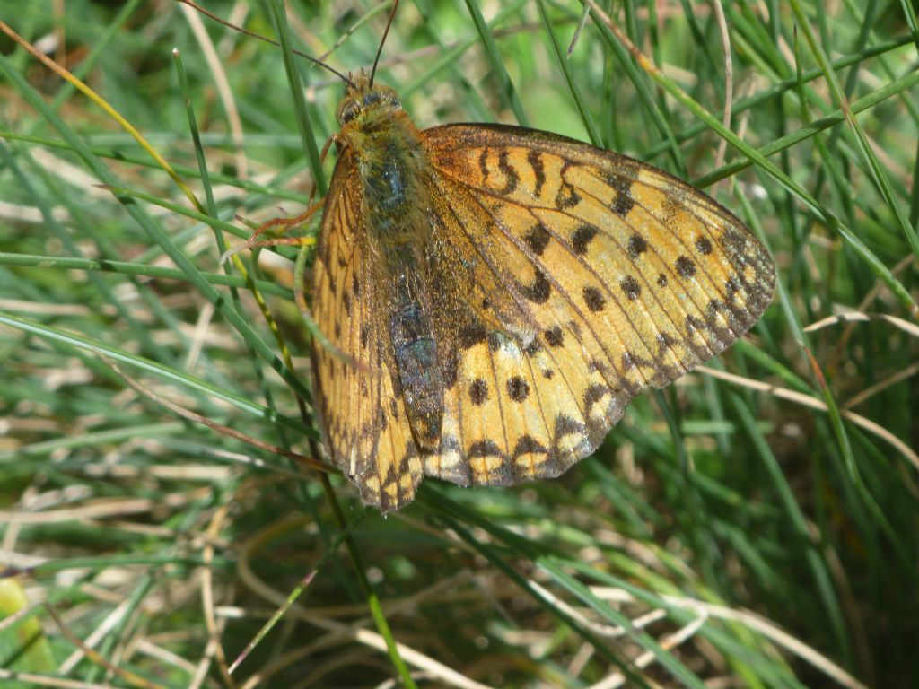 Argynnis aglaja